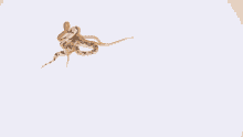 a snake is laying on a white surface with another snake nearby