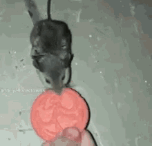 Draingoblin Mouse GIF - Draingoblin Mouse GIFs