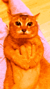 Tole Tole Cat GIF - Tole Tole Cat Orange GIFs