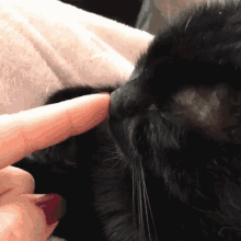 Nose Cat GIF - Nose Cat Lovley GIFs