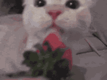 Cat Cat Licking GIF - Cat Cat Licking GIFs