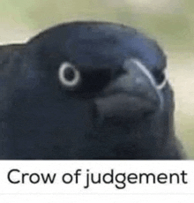 Crow Judging GIF - Crow Judging Judgement GIFs