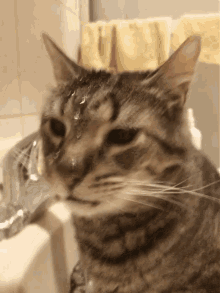 Wet Cat Cartoon GIFs | Tenor