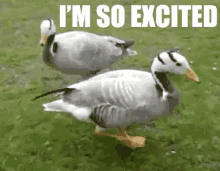 excited dancing ducks