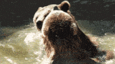 a brown bear is playing in the water with its head in the water