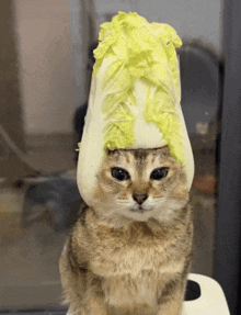 a cat with a cabbage on its head looks at the camera