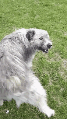 Kratu Dog Smile GIF - Kratu Dog Smile Doggo GIFs