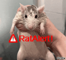Rat Rats GIF