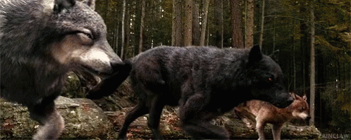 Wolf Twilight GIF - Wolf Twilight GIFs