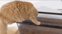 Didn'T Think This One Through. GIF - Cat Tank Fail GIFs