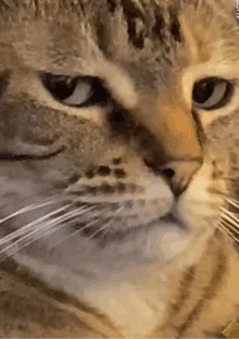 Grumpy Cat Thursday GIF