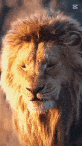 a close up of a lion 's face with its eyes closed and a long mane .