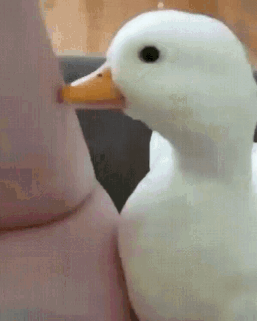 smiling duck