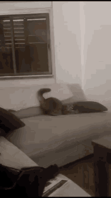 a cat is laying on a grey couch in a living room