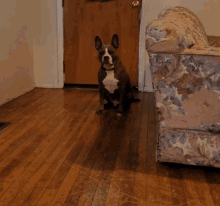 Excited Dog GIF - Excited Dog Pitbull GIFs