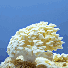 White Oyster Mushroom Doubleblind GIF - White Oyster Mushroom Doubleblind Shroom GIFs