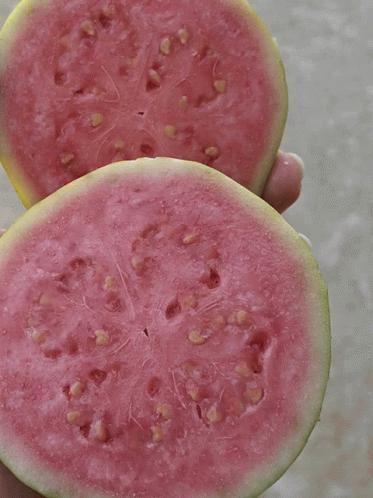 Guava GIF - Guava - Discover & Share GIFs