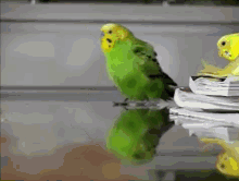 He'S Going The Distance GIF - Bird Run Waddle GIFs