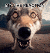 My Live Reaction Wolf GIF - My Live Reaction Wolf Dog GIFs