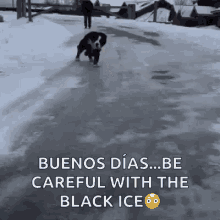 ice dog fail slide
