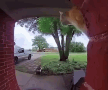Cat Cam Doorcam GIF