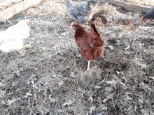 Clucking Hen GIF - Clucking Hen Chicken GIFs