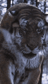 a close up of a tiger 's face with a caption that says " capcup "