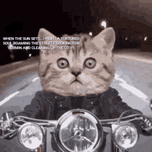 Funny Kitty GIF - Funny Kitty Vigilante GIFs