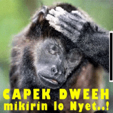 Monyet Capek Deh GIF