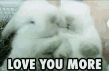 love you more bunny white rabbit kisses