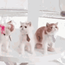 Cats In Ties GIF