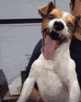 Laugh Dog GIF - Laugh Dog GIFs