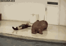 Walrus Working Out GIF