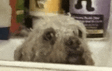 a close up of a dog looking out of a refrigerator door .