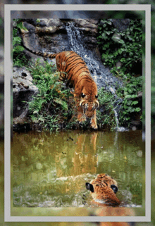 Animal Beautiful GIF - Animal Beautiful Landscape GIFs