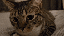 Cat Sniff Cat Smell GIF - Cat Sniff Cat Smell Cat GIFs