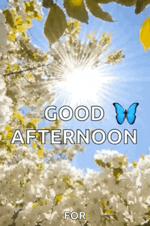 a good afternoon greeting card with a butterfly and the sun
