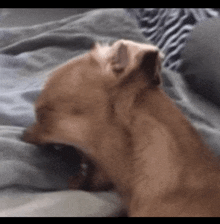 a brown dog is laying on a bed with its mouth open .