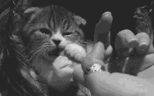 Cat Licks Finger GIF - Cat Lick Chew GIFs