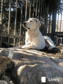 a white dog is laying on a rock in front of a fence and the word lively is on the bottom right