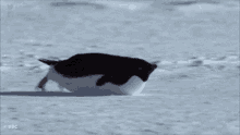 Sliding Penguin GIF - Sliding Penguin GIFs