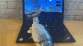 a thinkpad laptop with a fish toy on it