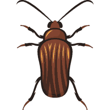 bug cockroach