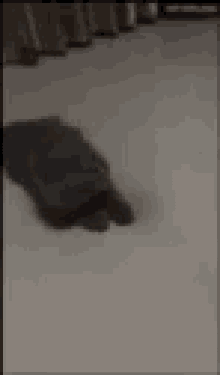 a cat is laying on the floor in a room