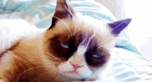 Você Diz Isso Pq Não Tem Enxaqueca / Dor De Cabeça GIF - Cat Lazy Grumpy Cat GIFs