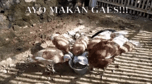 Ayo Makan Gaesss!! GIF - Ayam Ayam Kalkun Kalkun GIFs