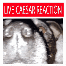 Sack Clan Live Caesar Reaction GIF - Sack Clan Live Caesar Reaction Dog GIFs