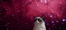 Grumpy Galaxy - Grumpy Cat GIF - Grumpy Cat Galaxy GIFs