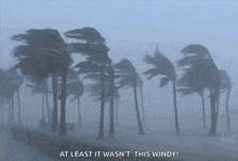 a group of palm trees blowing in the wind with the words at least it was n't this windy