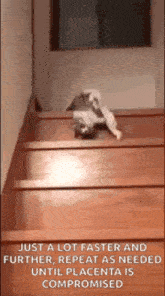 Cat Stairs GIF - Cat Stairs Fall GIFs